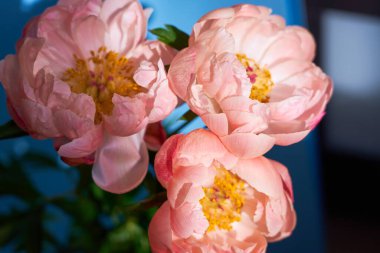 Bulanık bir arkaplana yakın pembe şakayık yaprakları.