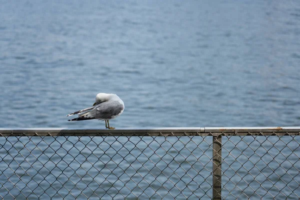 Seagull Metal Railing Background Blurred Sea — Stock Photo, Image