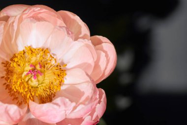 Bulanık bir arkaplana yakın pembe şakayık yaprakları.