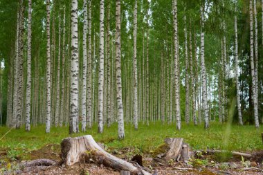 Birch korusu doğal bir arka plan olarak