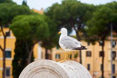 Martı bulanık arkaplana yaklaşır.
