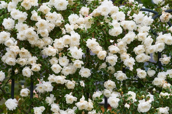 Белые Розы Кустах Размытым Фоном — стоковое фото