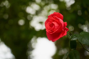 Arkaplanı bulanık bir dalda kırmızı bir gül