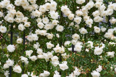 Bulanık bir arka planı olan çalılıklardaki beyaz güller.