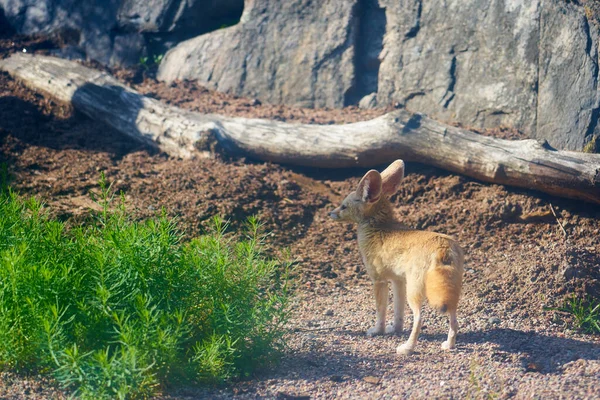 Fennech Fox Big Ears Sun — Stock Photo, Image