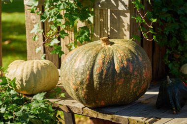 Balkabakları masanın üstünde. Cadılar Bayramı havası