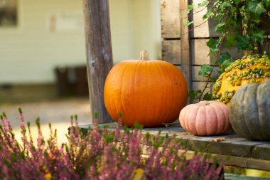 Balkabakları masanın üstünde. Cadılar Bayramı havası