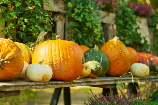 Stock image Pumpkins on the table. Halloween mood