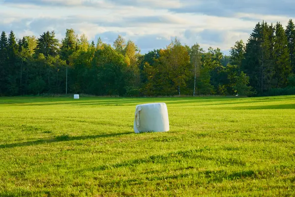 White bales of hay on the field