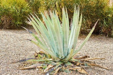 Dışarıda tek başına büyüyen agave çalısı..