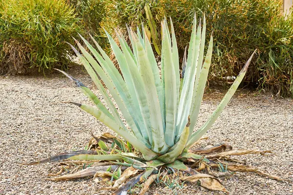 Dışarıda tek başına büyüyen agave çalısı..