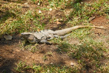 Güneş ışığında bir iguananın yakın çekimi.
