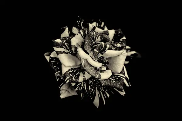 Rose in black and white with dark background