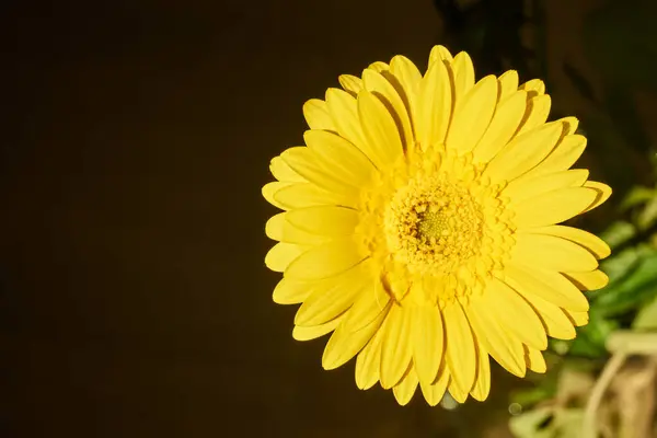 Sarı gerbera. Koyu arkaplan.