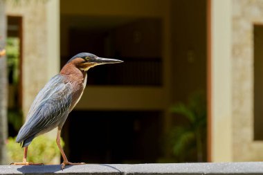 Uzun gagalı tropikal bir kuş.