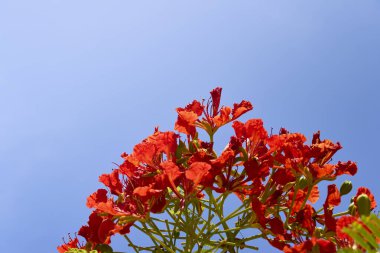 Açık mavi gökyüzüne karşı kırmızı çiçekli bir ağaç