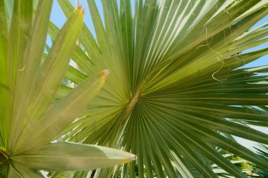 Güneş ışınlarında tropik bir zemin olarak yeşil bir palmiye ağacı.
