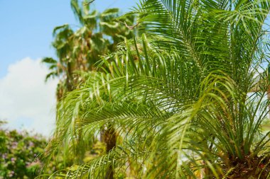 Güneş ışınlarında tropik bir zemin olarak yeşil bir palmiye ağacı.