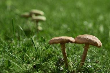 Bal mantarları yeşil çimenlerin arka planında