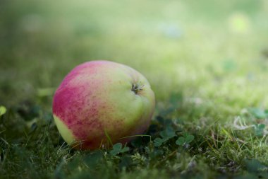 Çimlerin üzerinde olgun bir elma