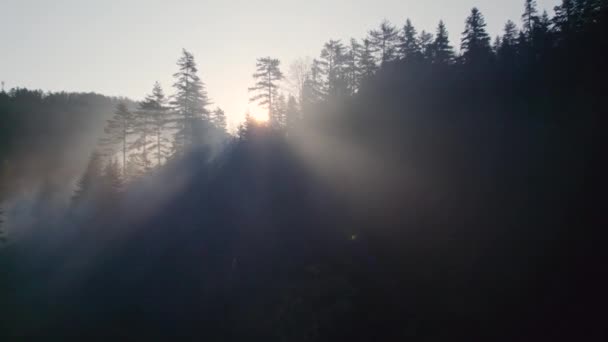 Güneşin Doğuşunu Sabah Sisiyle Birlikte Kozalaklı Ormanlarda Gösteren Hava Aracı Stok Video
