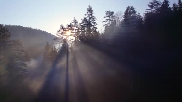 針葉樹林の朝の霧と山の峰の上に上昇する太陽の空中ドローン映像 ドローンはゆっくりと木のレベルから丘の上に登る — ストック動画