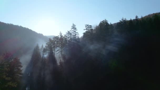 Güneşin Doğuşunu Sabah Sisiyle Birlikte Kozalaklı Ormanlarda Gösteren Hava Aracı Telifsiz Stok Video