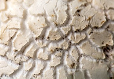 Bir mantarın ya da mantarın üst yüzeyinin dokulu arka planını kapat. Doğa güzelliği örnekleri.