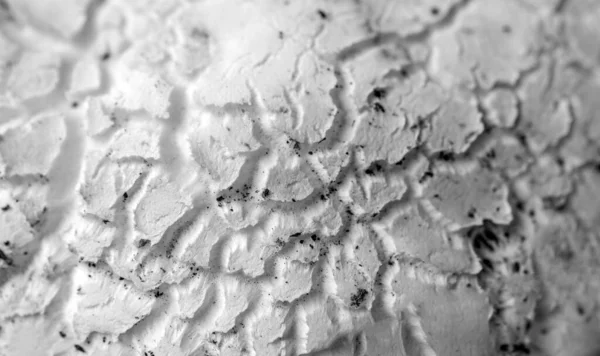 蘑菇或毒菌上部表面的紧密的纹理背景 自然美模式 — 图库照片
