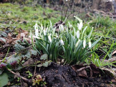 Bahar kardelenleri. İlkbaharın başlarında yakın plan çiçekler. Kar damlası bahar bahçesi çiçekleri. Genel kardelen (Galanthus nivalis) çiçekleri doğal arkaplanda.