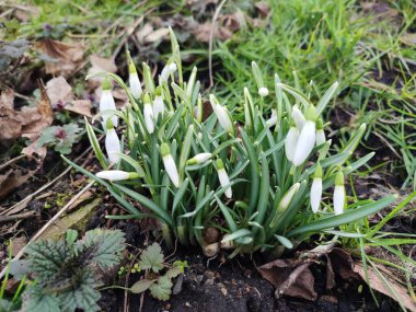 Bahar kardelenleri. İlkbaharın başlarında yakın plan çiçekler. Kar damlası bahar bahçesi çiçekleri. Genel kardelen (Galanthus nivalis) çiçekleri doğal arkaplanda.