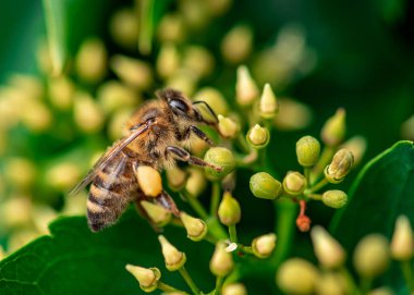 Bal arısı çiçekte bal toplar, arısı sarı çiçekte 