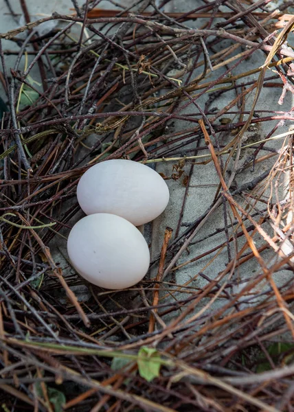 Bird Nest Made Branches Hay Two Pigeon Eggs Nest Two — Stock Photo, Image