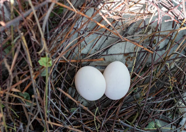 Deux Œufs Pigeon Dans Nid Nid Oiseau Fait Branches Foin — Photo