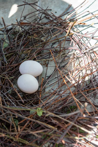 鳥の巣は枝や干し草でできている 巣の中に卵が２つ 接近中だ 巣の中に2個の鳩の卵 — ストック写真