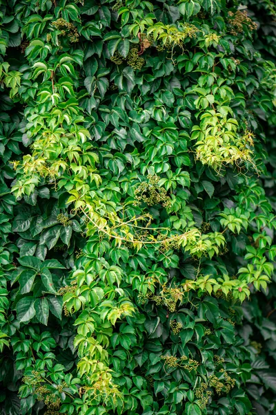 Ivy Hedera Helix European Ivy Climbing Rough Bark Tree Close — Stock Photo, Image