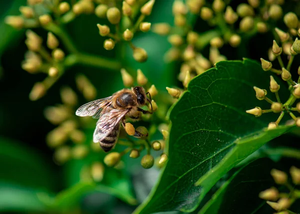 Eine Honigbiene Sammelt Honig Auf Einer Blume Biene Auf Einer — Stockfoto