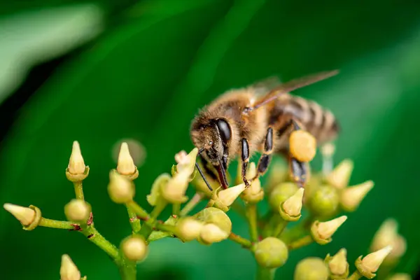 stock image a honey bee collects honey on a flower, bee on a yellow flower close up 