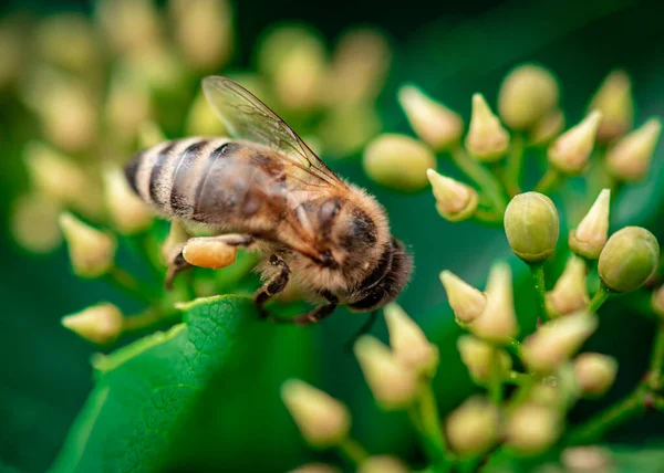 stock image a honey bee collects honey on a flower, bee on a yellow flower close up 