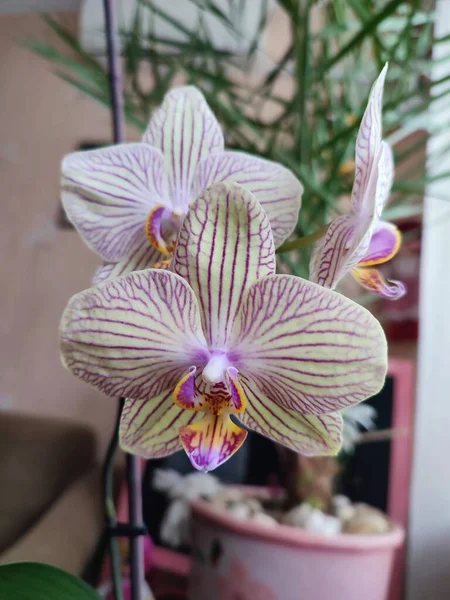 Florales Konzept Wie Man Für Orchideen Drinnen Sorgt Zimmerpflanzen Werden — Stockfoto