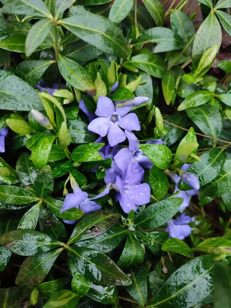 Hermoso Tiro Botánico Fondo Pantalla Natural Flores Azules Con Gotas — Foto de Stock