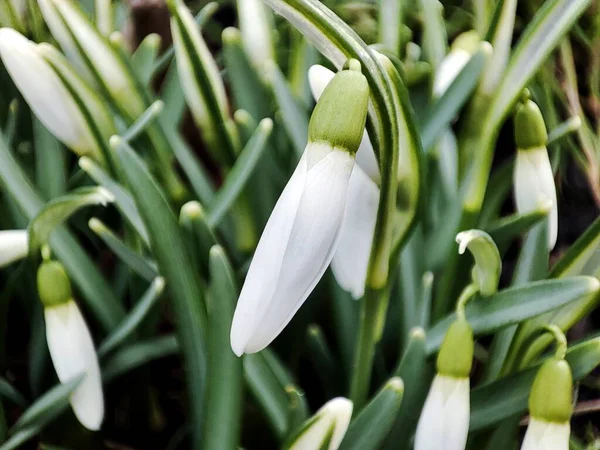 Spring snowdrops flower. Early spring close-up flowers. Flowers of snowdrop spring garden. ommon snowdrop (Galanthus nivalis) flowers in natural background.