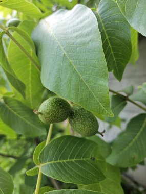 Ağaçta yeşil, genç bir ceviz. Olgunlaşmamış ceviz