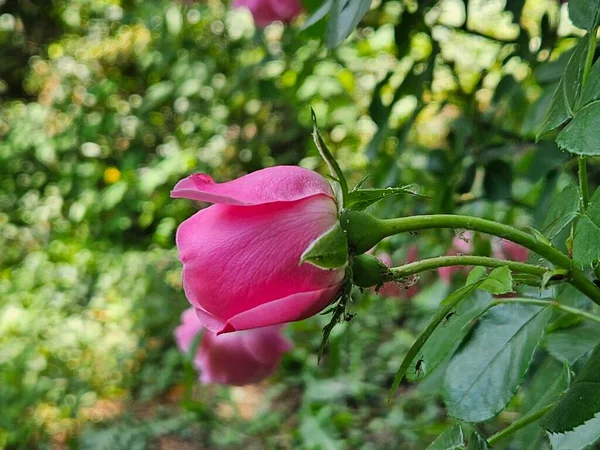 Beautiful pink rose in garden. beautiful blooming flowers, flora and nature.  Beautifully blooming pale flower. Illuminated by sunlight.