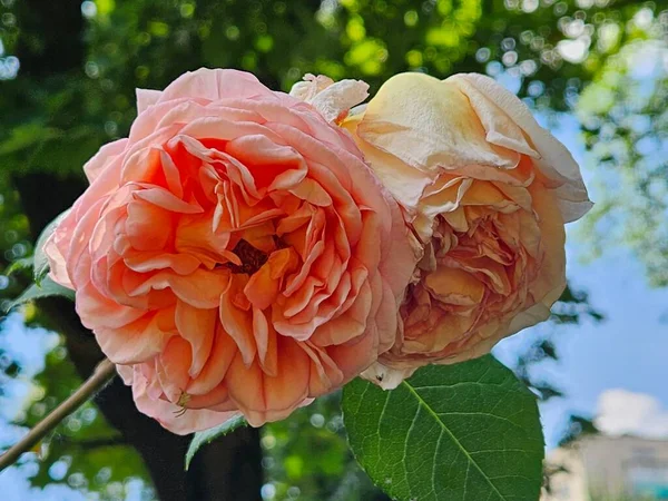 정원의 아름다운 분홍빛 아름다운 아름답게 피어나는 광선에 조명됨 — 스톡 사진