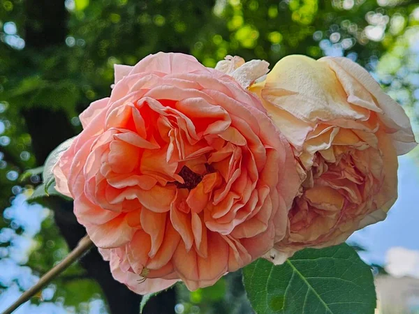 Bella Rosa Rosa Giardino Bellissimi Fiori Fioriti Flora Natura Splendidamente — Foto Stock