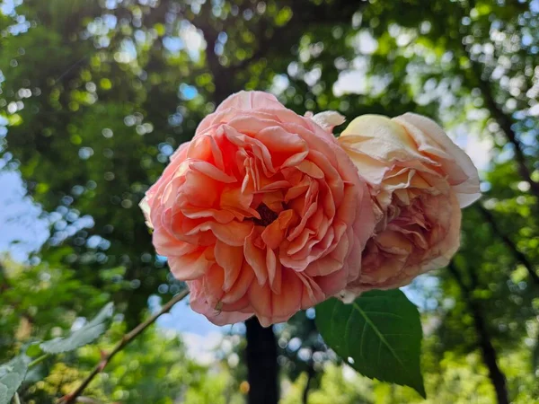 Rosa Bonita Aumentou Jardim Flores Florescendo Bonitas Flora Natureza Flor — Fotografia de Stock
