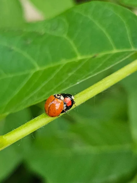 Two Ladybugs Green Leaf Hot Sunny Summer Day Insect Breeding — Stock Photo, Image