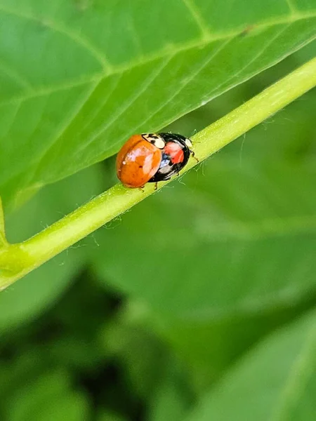 Two Ladybugs Green Leaf Hot Sunny Summer Day Insect Breeding — Stock Photo, Image