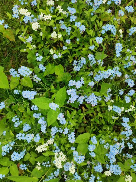 stock image many small blue flowers in the garden